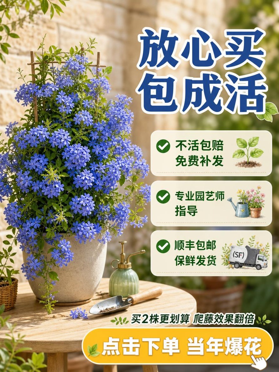 [主图-5] 爬藤蓝雪花服务保障与购买建议图，打消售后顾虑，促… - 图片创意预览