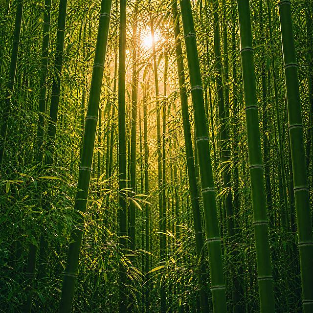 将竹子调整为标准正绿色，色彩更纯正自然，保留调整好的暖金色阳光和茂密竹林构图，保持画面干净无文字