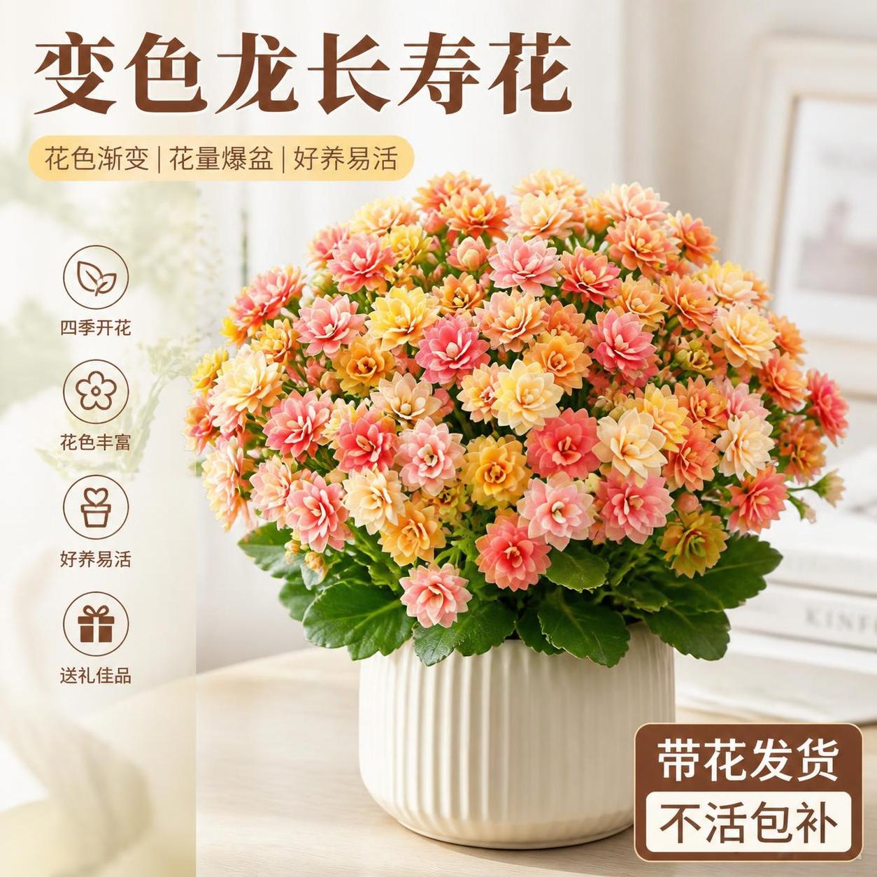 淘宝天猫电商主图，1:1正方形，主体是变色龙长寿花盆栽，花朵饱… - 图片创意预览