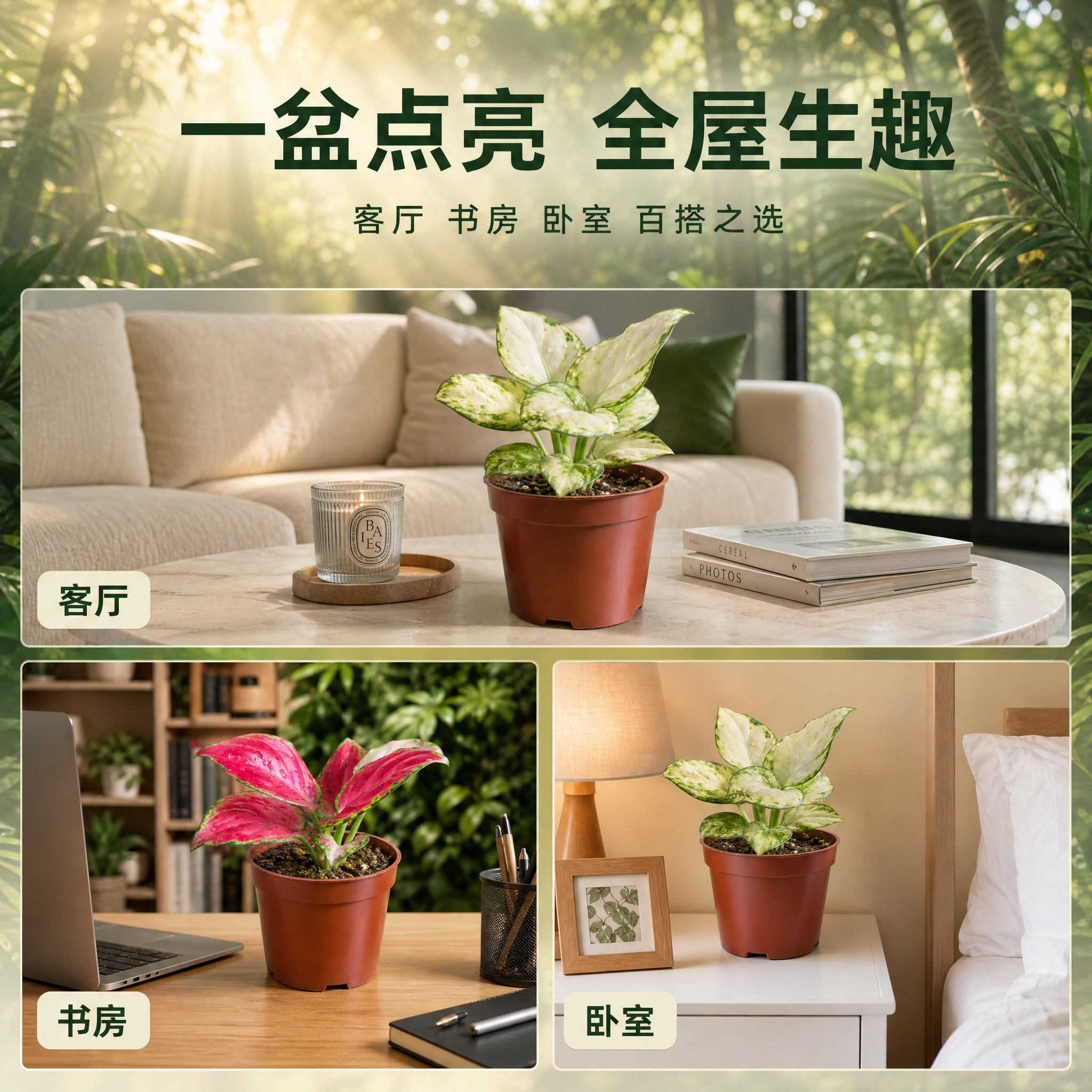 [主图-8] 多场景适配展示图，主题：粗肋草盆栽在不同家居空间… - 图片创意预览