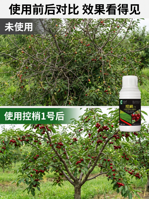 [主图 4] 控梢使用前后效果对比竖版主图，3:4比例。氛围风格：直观爆款效果对比风格。画质：商业摄影质感，光线均匀，画面清晰高级。元素：上下分屏对比，上半部分展示未控梢果树：枝条杂乱密闭旺长，结果稀预览效果
