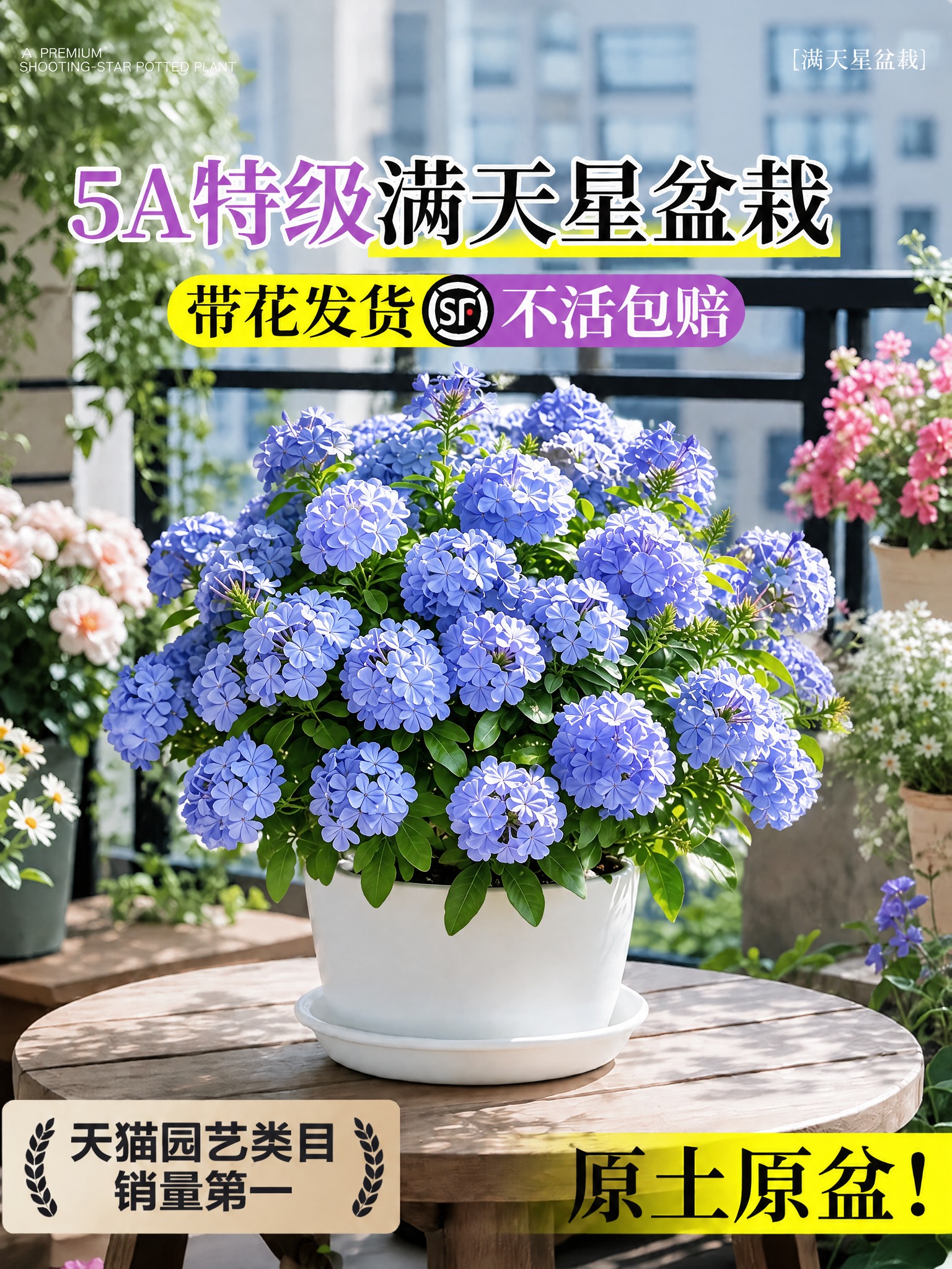 将图中的紫色满天星盆栽替换为蓝雪花盆栽，蓝雪花的花型、颜色、叶… - 图片创意预览