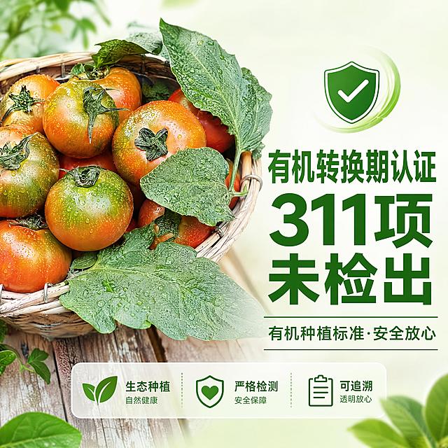 电商主图1:1正方形海报，认证信任背书主图。本图使用【图6】篮子里的草莓番茄实拍图作为左侧/上方产品主体。
[氛围/风格] 信任感+食欲感兼顾，清晰大字，适合缩略图浏览，专业简洁。
[元素布局] 左侧约50%区域放置草莓番茄实拍图（一篮新鲜草莓番茄，带绿色果蒂，红绿渐变果皮，真实自然），番茄饱满有光泽，带叶片；右侧约50%为文字信息区。或采用上图下文布局：上方60%番茄大图，下方40%文字区。背景为浅绿渐变或白色，干净清爽。
[光影质感] 自然光感，番茄表面有自然光泽和水珠感，新鲜诱人，整体明亮通透。
[配色色系] 全局底色 #F1F8E9 浅绿白渐变；主色 #2E7D32 深绿色；辅助色 #FF6F00 橙红色点缀；番茄本身红绿渐变为视觉焦点。
[视角构图] 左图右文或上图下文构图，主体突出，适合手机端缩略图快速识别。
[文字版式] 核心大字（醒目）："有机转换期认证"换行"311项未检出"，深绿色粗黑体，字号大，非常醒目，适合缩略图看清。下方小字："有机种植标准·安全放心"，深绿色常规字体，字号适中。可加一个绿色盾牌图标增强信任感。所有文字清晰易读，不小于28px。
[比例] 1:1正方形比例，4K分辨率，高清画质，文字清晰锐利。
[负向提示词] 番茄变形，颜色偏差，水印，文字错乱，出现"有机产品""有机认证""零农残"等禁用词，文字过小，背景花哨。