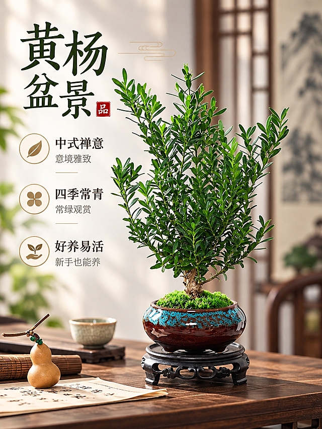 基于参考图生成淘宝天猫电商主图，3:4竖版比例，商品为黄杨中式禅意风格盆栽。画面主体突出黄杨盆栽，叶片翠绿饱满，造型精致，置于新中式禅意桌面场景中，背景柔和虚化，营造雅致宁静的中式氛围。左上角添加醒目商品名称文字"黄杨盆景"，下方添加卖点文字"中式禅意 四季常青 好养易活"，文字排版美观清晰，整体风格高端雅致，符合淘宝天猫主图视觉标准，吸引消费者点击。