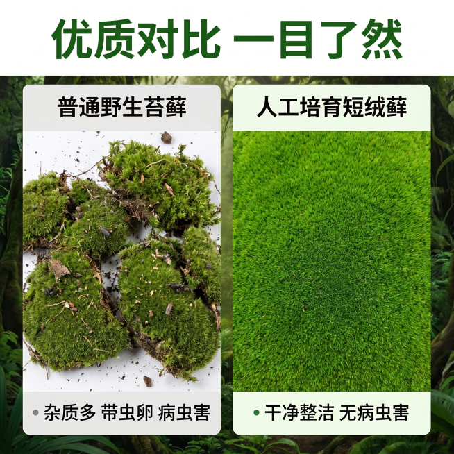 [主图 6] 微观造景短绒藓对比优势展示图，自然丛林风格。保持我方短绒藓产品外观、物理结构、材质质感和颜色与输入产品图绝对一致，杜绝任何变形和色差。画面左右分栏对比展示：左栏展示普通野生苔藓，标注「普预览效果