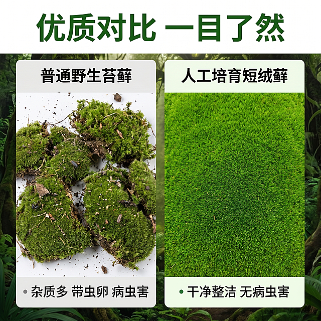 [主图 6] 微观造景短绒藓对比优势展示图，自然丛林风格。保持我方短绒藓产品外观、物理结构、材质质感和颜色与输入产品图绝对一致，杜绝任何变形和色差。画面左右分栏对比展示：左栏展示普通野生苔藓，标注「普通野生苔藓」，特点：杂质多 带虫卵 病虫害；右栏展示我方人工培育短绒藓，标注「人工培育短绒藓」，特点：干净整洁 无病虫害。产品占比各占一半，文字标注清晰明了，深色文字对比浅色背景。商业摄影质感，光线均匀，对比清晰。顶部大标题「优质对比 一目了然」，深绿色加粗字体。1:1比例，2k分辨率，文字清晰可辨，超高清。负向提示词：变形，水印，文字错乱，产品图模糊，背景杂乱。