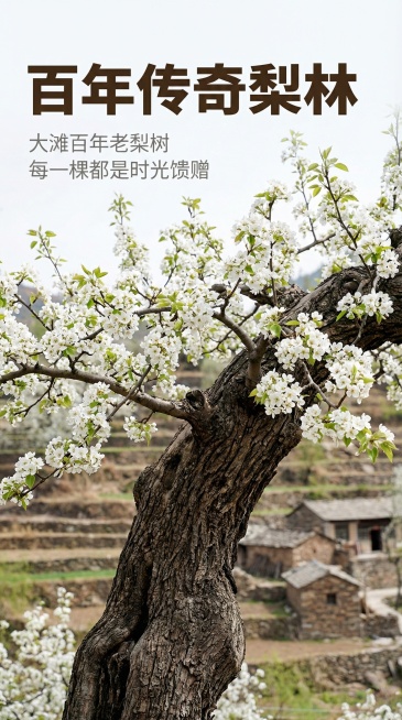 [主图 2] 百年梨林核心卖点
[氛围/风格] 春日自然清新，原生态质感，柔和自然光
[画面元素] 基于原图放大展示百年老梨树躯干，粗壮树皮纹理清晰，枝头满簇雪白梨花，背景为层叠梯田，保留原图真实自然预览效果