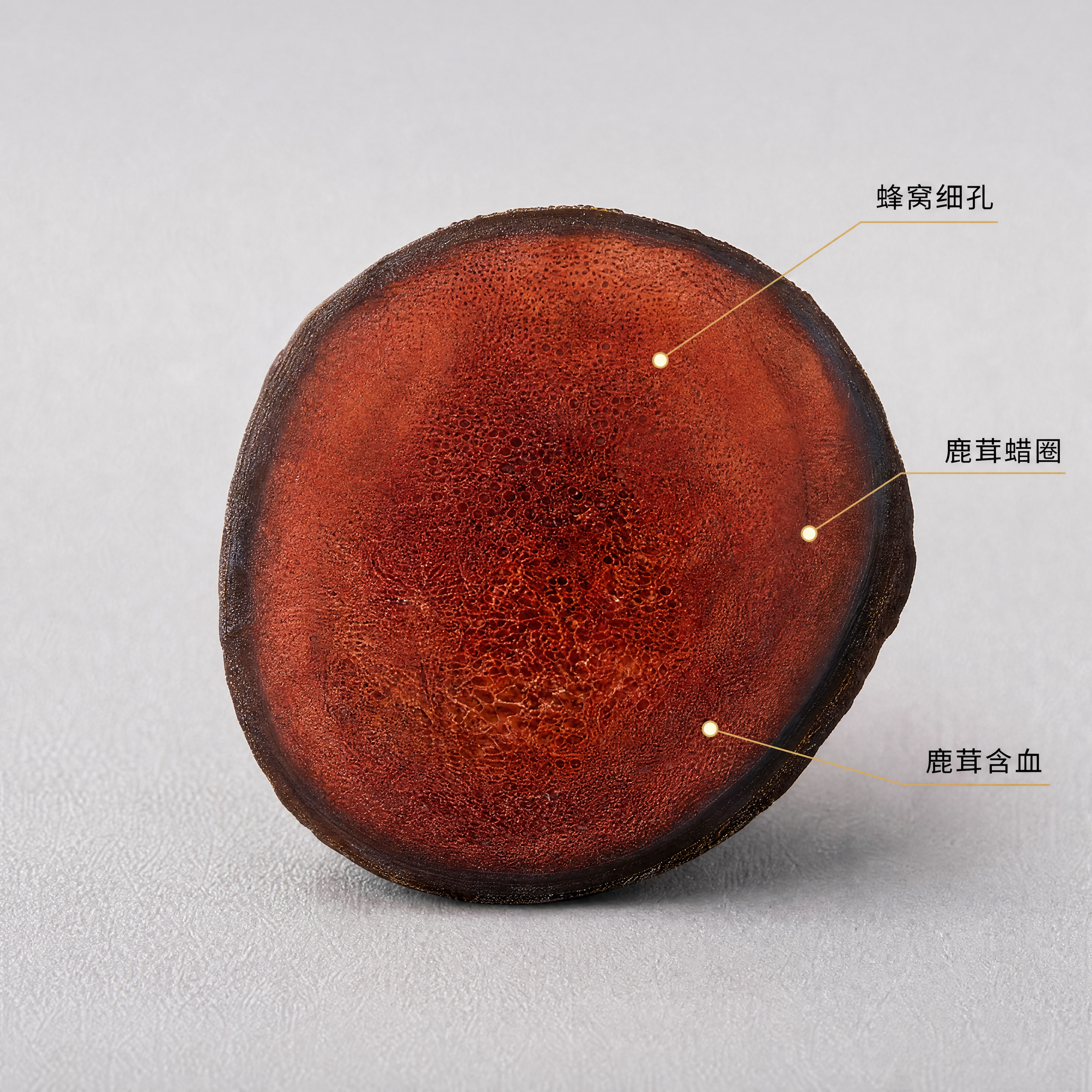 [主图-2] 鹿茸片品质特点展示图，展示完整鹿茸片横截面。氛围… - 图片创意预览