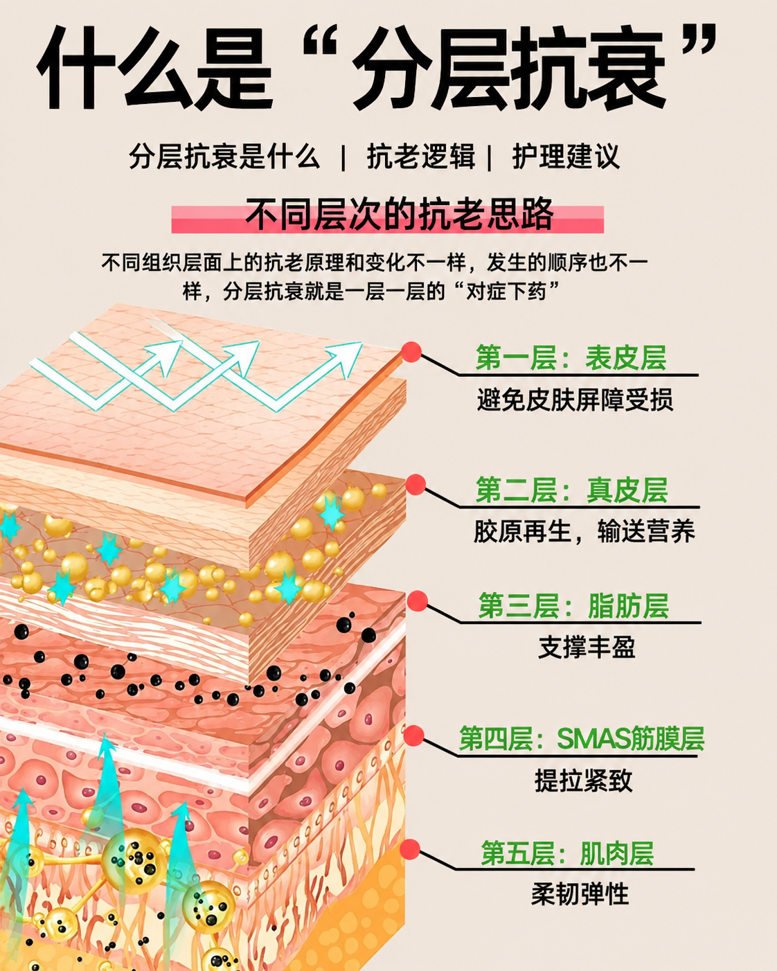 参考原图科普风格，重新生成分层抗衰知识科普海报，保留所有文字内… - 图片创意预览