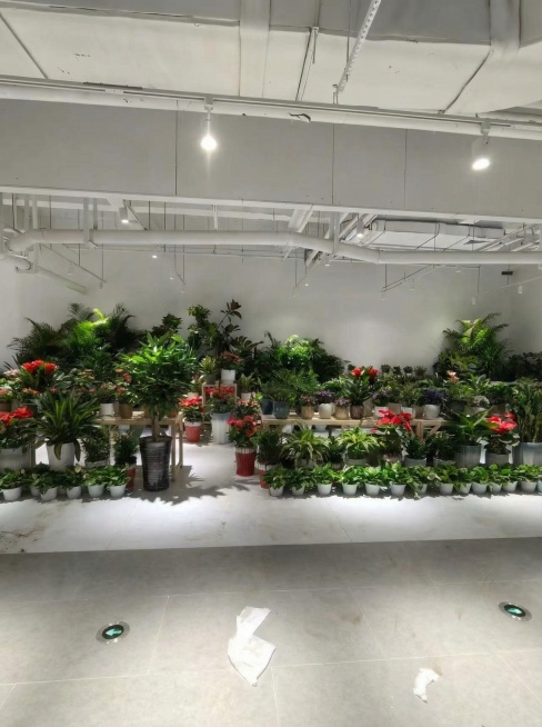 把这九张照片调整尺寸和亮度，调整成小红书适合的尺寸和亮度，最后把这九张照片合成一张照片。预览效果