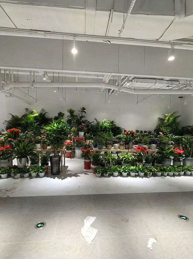 把这九张照片调整尺寸和亮度，调整成小红书适合的尺寸和亮度，最后把这九张照片合成一张照片。