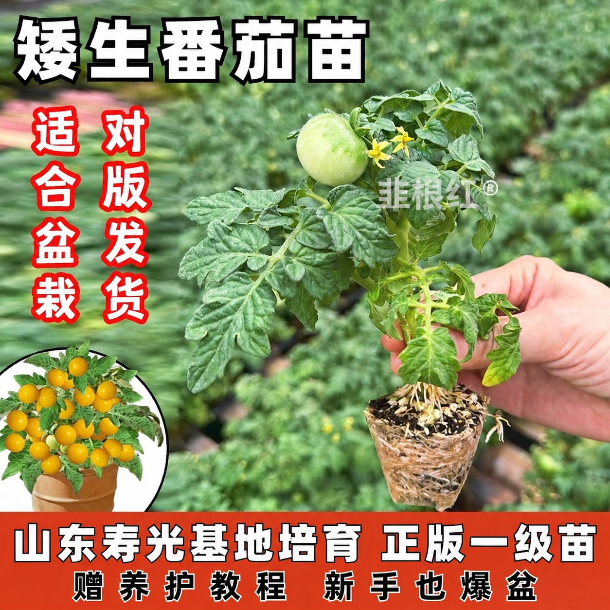 将图片中所有"禾巨人"水印文字替换为"韭根红"，保持水印的位置… - 图片创意预览