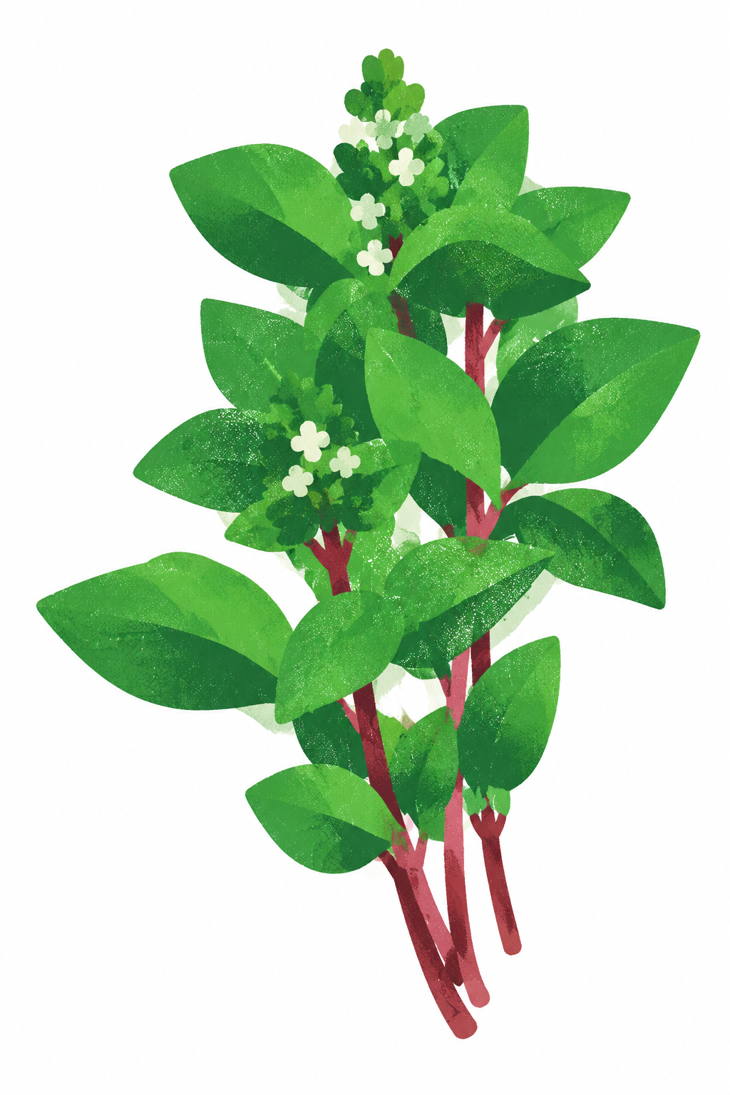 参考第一张图片中的九层塔（罗勒）植物形态，完全按照第二张图片的… - 图片创意预览