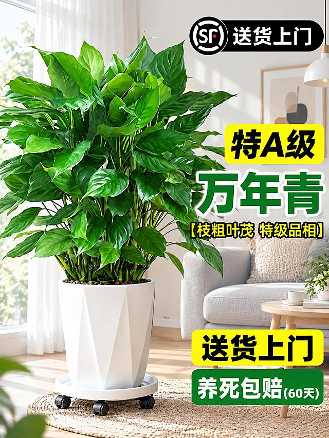 将背景替换为北欧风格家居场景：浅灰色布艺沙发、原木边几、简约装饰画、白色纱帘落地窗、浅色木地板搭配编织地毯，整体色调清新明亮，北欧简约ins风，保留万年青盆栽和所有文字标签不变，自然柔和光影