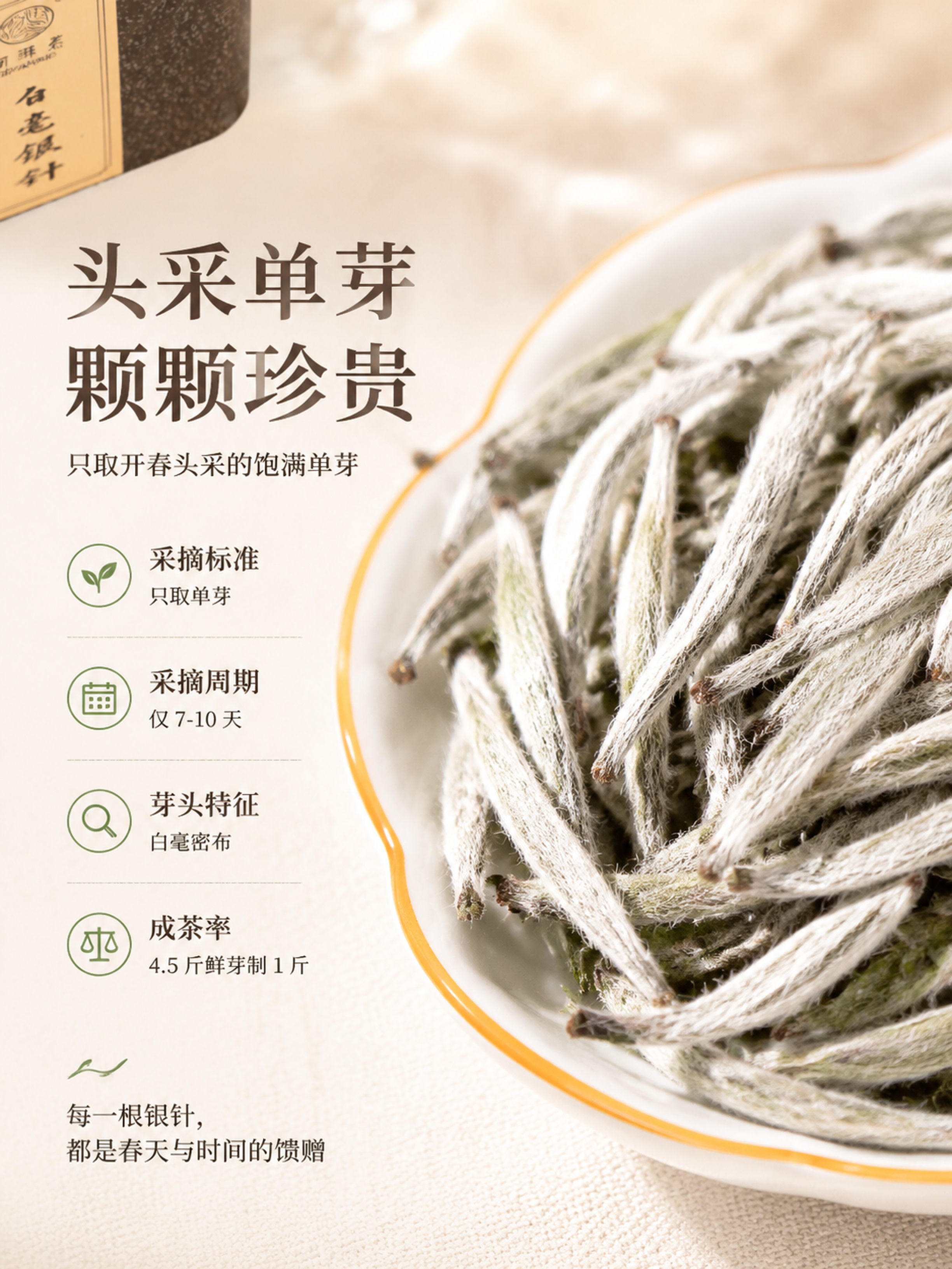 [第4屏] 头采单芽品质专屏——白毫银针芽头微距特写。本屏使用… - 图片创意预览