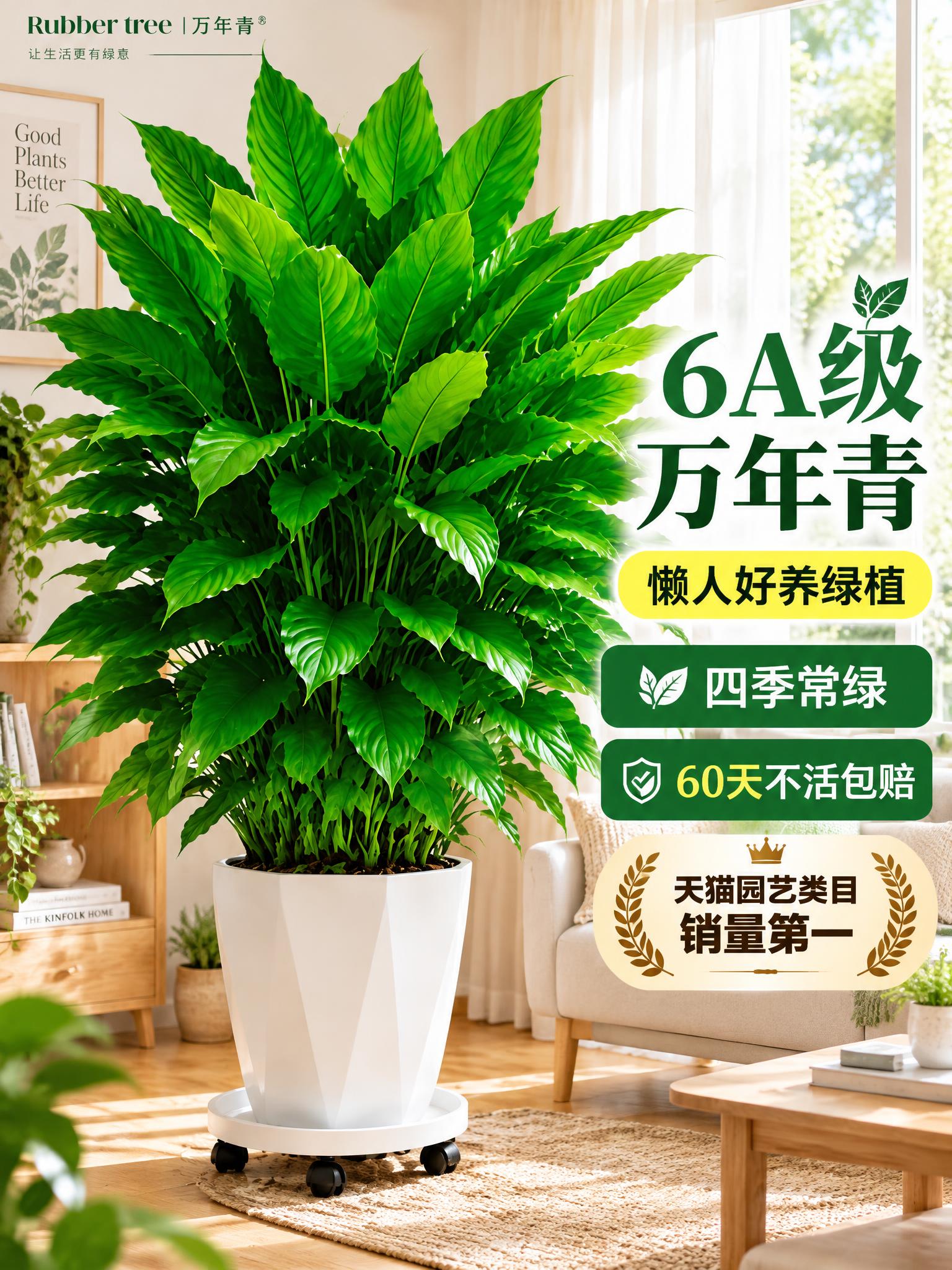 淘宝天猫电商主图，3:4竖版，6A级万年青绿植盆栽，白色简约花… - 图片创意预览