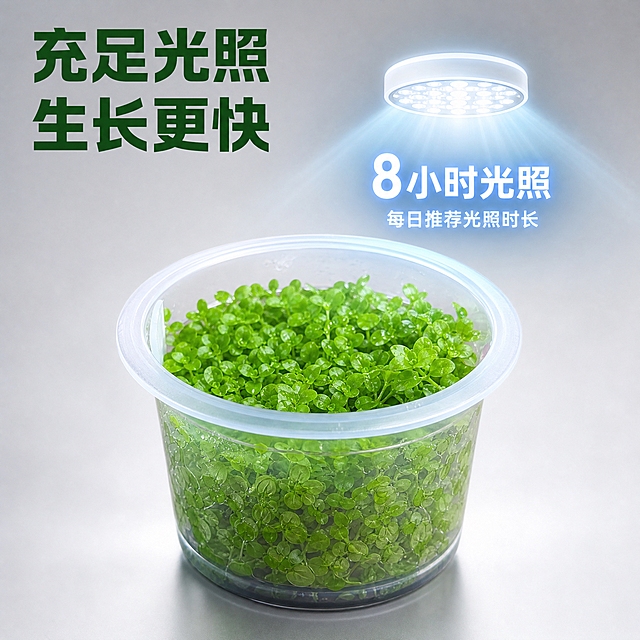 拼多多电商主图第5张：迷你矮珍珠水草光照养护参数信息图。高端电商影棚浅灰色渐变背景。画面中央偏下是完整的透明组培杯装迷你矮珍珠水草，保持原产品外观，杯子上方有一个LED灯光符号图标，发出柔和的蓝白色光芒，光线照射在水草上，叶片显得更加翠绿透亮。灯光图标旁边有大号文字：8小时光照，下方小字：每日推荐光照时长。文字和图标采用科技感发光风格，蓝白渐变。左上角标题：充足光照 生长更快。字体粗黑体深绿色。超写实产品摄影结合极简光照特效，8K高清，真实水草纹理，真实杯体透明感，光线效果自然不夸张，整体专业高级。1:1正方形构图。禁止模糊、错字、水印、多余装饰。