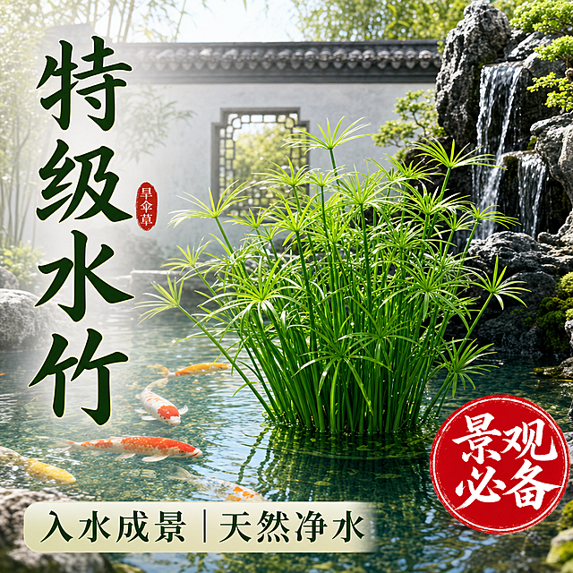 淘宝天猫电商主图，1:1比例，商品为水竹（旱伞草），水竹植株茂盛翠绿、形态优美，根部完全隐藏不露出，放置在中式庭院鱼池景观中，池水清澈有锦鲤游动，周围有黑色景观石和小瀑布，背景是雅致的中式院墙和绿植，自然光柔和明亮，画面清新自然有禅意。左侧竖排大字标题“特级水竹”，底部文字“入水成景 | 天然净水”，右下角红色圆形印章样式文字“景观必备”，整体风格高端大气，突出水竹的观赏价值和净化水质的卖点，商品主体突出，符合电商主图视觉规范