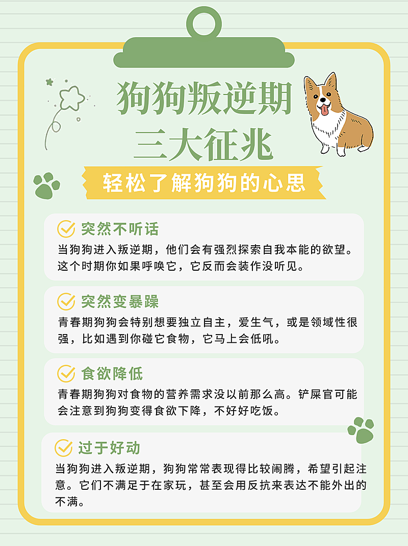 狗狗叛逆期趣味知识小红书封面