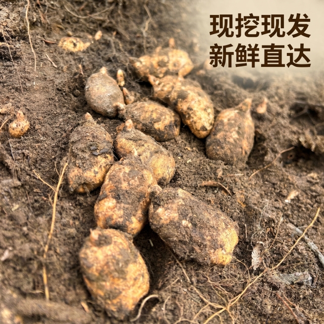 [主图 4] 多规格新鲜乌天麻集中展示；[氛围风格] 真实接地气，突出产品新鲜饱满；[画质] 商业农产品摄影质感，光线自然通透，天麻产品清晰真实，画面干净高级；[元素] 保持乌天麻的原有颜色和外形与输预览效果
