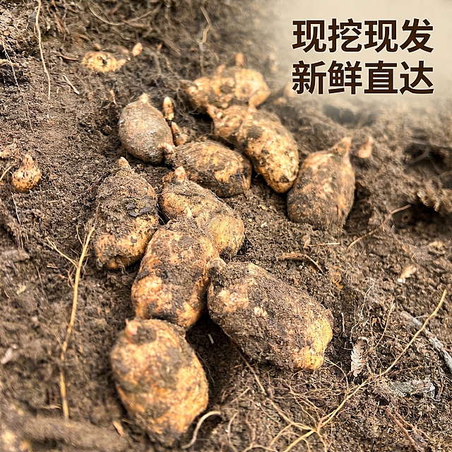 [主图 4] 多规格新鲜乌天麻集中展示；[氛围风格] 真实接地气，突出产品新鲜饱满；[画质] 商业农产品摄影质感，光线自然通透，天麻产品清晰真实，画面干净高级；[元素] 保持乌天麻的原有颜色和外形与输入图片绝对一致，杜绝任何变形和色差，精细化处理。多颗大小均匀的新鲜带土乌天麻集中排列在原生泥土上，主体清晰突出，商品主体占比约70%，保留泥土原生态质感，体现麻农直发现挖新鲜度；[光影] 自然侧光，突出天麻表皮纹理和泥土质感，明暗层次自然；[配色] 自然大地棕色调，质朴真实；[视角构图] 俯视拍摄，主体集中展示；[文字版式] 右上角标注 "现挖现发
新鲜直达" 深棕色粗体字，不遮挡主体天麻；[比例分辨率] 1:1 比例，2k 分辨率，文字清晰可辨，超高清；[负向提示词] 变形，水印，文字错乱，产品模糊，背景杂乱，牛皮癣广告，遮挡主体