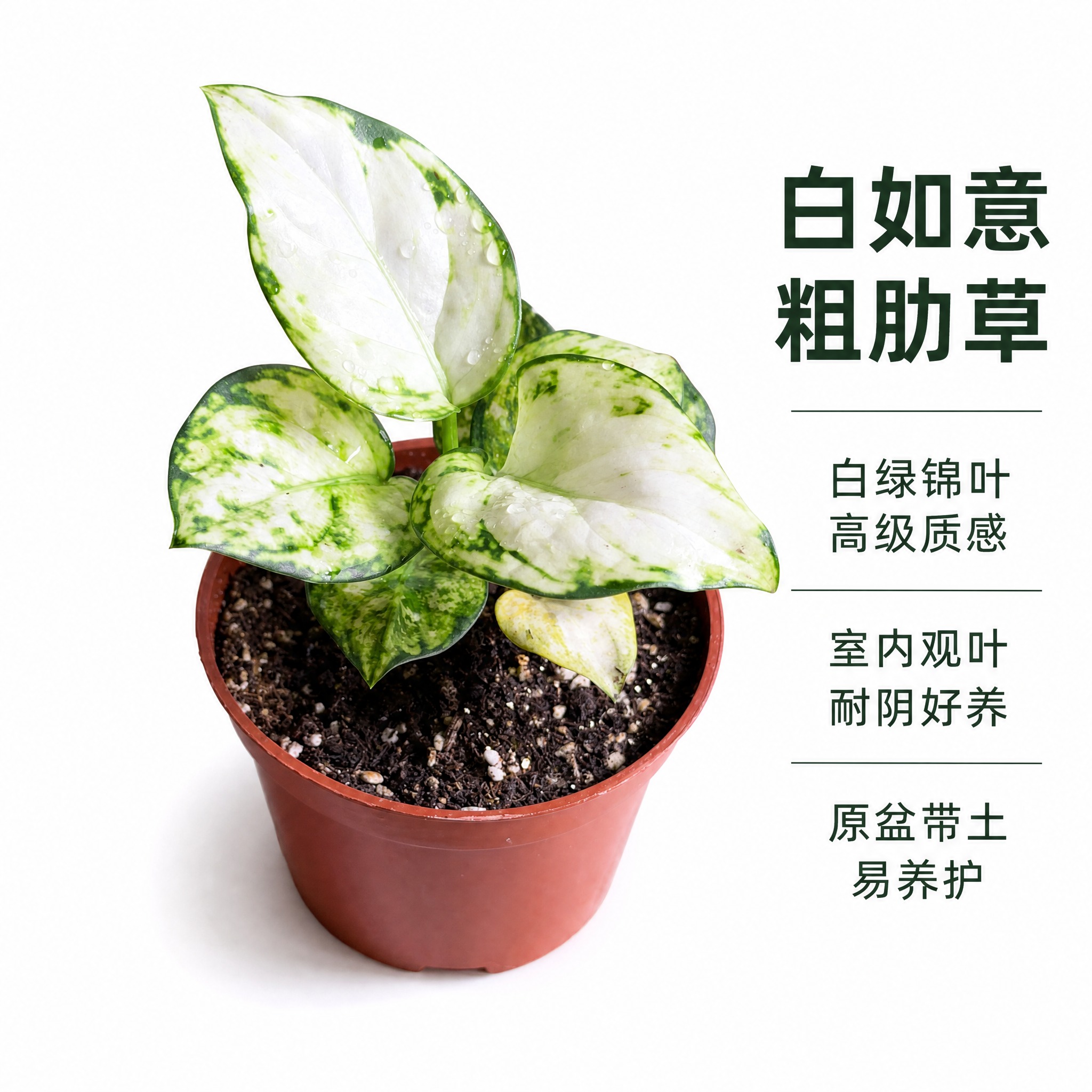 [主图-2] 白如意粗肋草单品白底主图，突出白绿锦叶高级纹理质… - 图片创意预览