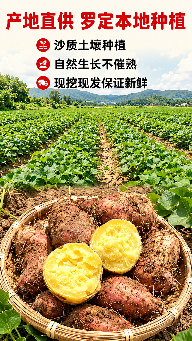「图片1」，生成一套详情页，商品名称为正宗粤西罗定特产黄心板栗薯，适配拼多多平台，单图比例为9:16，需求屏数为8张。