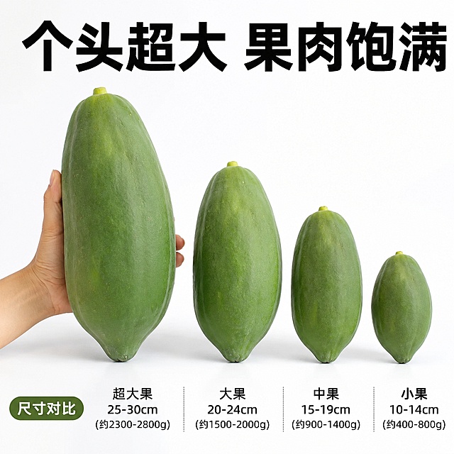 使用爆款主图复刻技能生成10张比例1:1的电商主图，适配平台为拼多多，商品为「图片1」，参考图为「图片1」，商品卖点为广西青木瓜修改成广东青木挂，