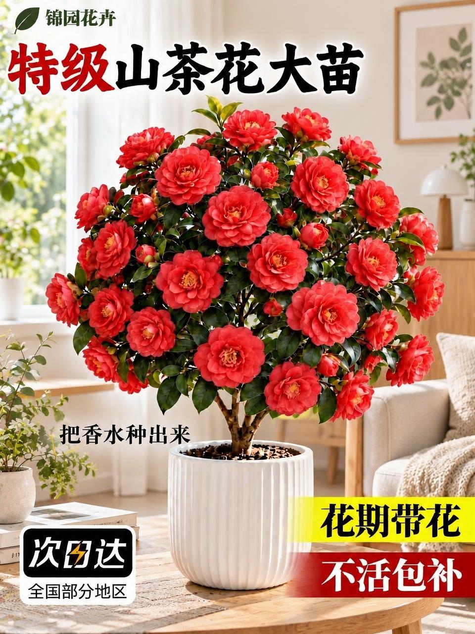 保留图中的山茶花盆栽主体和所有文字信息（锦园花卉、特级山茶花大… - 图片创意预览