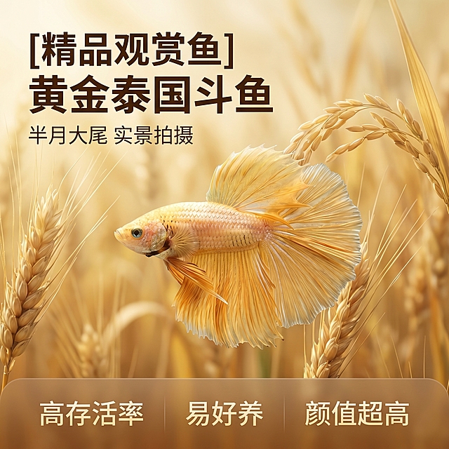 [主图 1] 泰国半月斗鱼产品首图
[氛围风格] 自然稻麦风格，真实自然氛围
[画面元素] 商业摄影质感、光线柔和通透、产品清晰真实、画面干净高级。金色泰国斗鱼保持原外观特征，在画面中心展示完整体态，背景是暖黄色干燥稻麦麦田，自然柔和光线洒落在斗鱼和背景上，整体营造自然清新观赏氛围，背景干净不杂乱，无边框大图满铺。
[配色色系] 主色调：暖黄色稻麦金色；辅助色：自然米白，浅棕色
[视角构图] 中心平视构图，景深适中
[文字版式] 左上角负空间左对齐，保留安全边距。主标题 "[精品观赏鱼] 黄金泰国斗鱼"，深棕色粗体最大号字。副标题 "半月大尾 实景拍摄"，字号减半，同色系浅一点。底部通栏半透明渐变蒙层，三栏布局文字："高存活率" "易好养" "颜值超高"，浅棕色文字清晰易读，不遮挡主体。
[比例分辨率] 1:1 比例，2K分辨率，文字清晰可辨，超高清
[负向提示词] 变形，水印，文字错乱，产品图模糊，背景杂乱，斗鱼外形改变