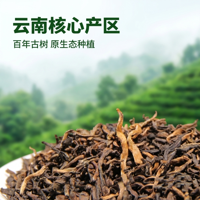 [主图 9] 陈年普洱熟茶云南源产地生态展示。[氛围风格] 自然原生态，突出产地正宗优势；[画质] 商业摄影质感、光线柔和通透、茶叶清晰真实、画面干净高级。[元素] 前景放置一小堆陈年普洱干茶叶，背景预览效果