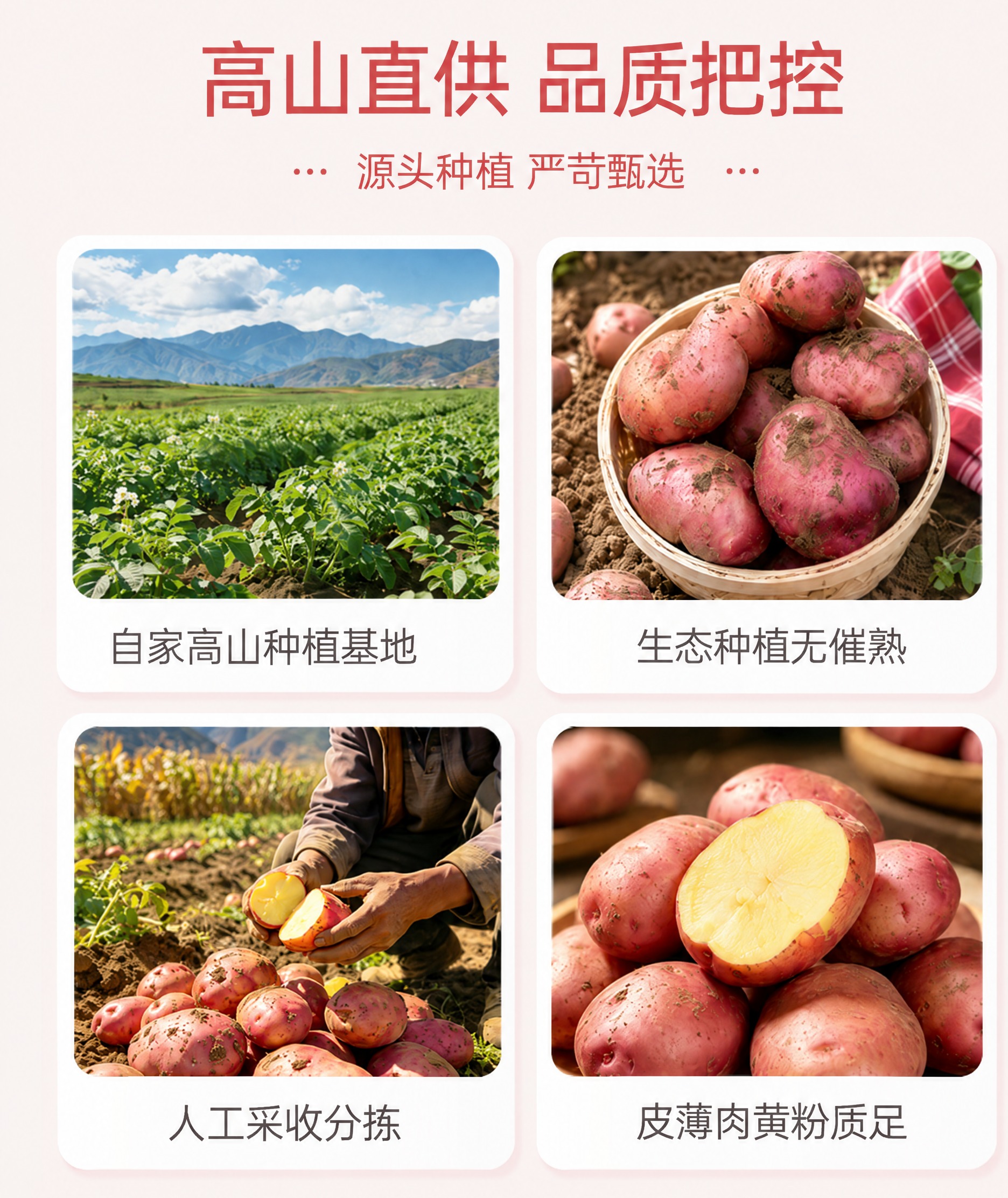 将图片左下角的文字“人工现挖现发”修改为“人工采收分拣”，保持… - 图片创意预览