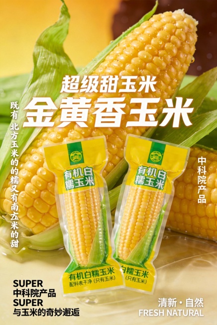 竖版商业饮品宣传海报，主体前方是两袋独立真空包装的玉米，包装设计与整体风格呼应，以黄绿为主色调，标注 “有机白糯玉米” 和 “配料表干净（只有玉米）” 等信息。位于画面正中央；背景是超大特写的新鲜金黄预览效果