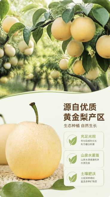 [第2屏] 黄金梨产地展示屏。本屏使用【图1】作为产品展示。
[氛围/风格] 自然生态风，实景果园氛围，真实原生态摄影质感。
[元素布局] 画面上半部分是黄金梨园实景，大片梨树挂满果实，郁郁葱葱；下半预览效果