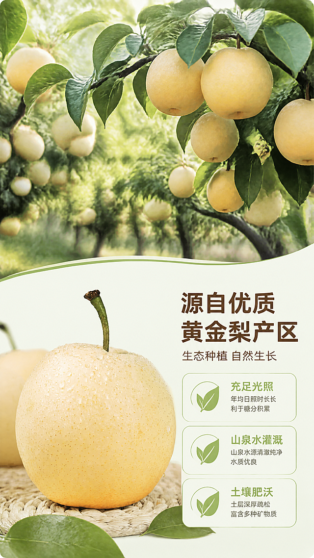 [第2屏] 黄金梨产地展示屏。本屏使用【图1】作为产品展示。
[氛围/风格] 自然生态风，实景果园氛围，真实原生态摄影质感。
[元素布局] 画面上半部分是黄金梨园实景，大片梨树挂满果实，郁郁葱葱；下半部分左侧放置主体黄金梨【图1】，保持外观与原片一致，右侧为产地文案信息，黄金梨占右侧区域约50%大小。前景可散落几片新鲜梨叶，整体层次分明。
[光影质感] 自然散射阳光，整体光线均匀明亮，突出果园生机勃勃的绿色和梨的嫩黄色对比，真实自然。
[配色色系] 全局底色：#F2F9F0（浅果绿）；主体配色：#F8F3D7（梨身浅黄）+#4A7C28（深绿叶片）；辅助色：#333333（文字），延续上屏配色和字体风格。
[视角构图] 上下分层，上实景下图文，景深自然，远景果园虚化，突出近景产品和文案。
[文字版式] 左侧产品，右侧文案。主标题「源自优质黄金梨产区」，深棕色圆角黑体，左对齐，顶部放置；副标题「生态种植 自然生长」，字号较小，主标题下方排列；文案分为三点：「充足光照」「山泉水灌溉」「土壤肥沃」，每项搭配小绿叶图标，圆角排列，文字清晰。延续首屏字体风格：圆角黑体，字色白色+深棕两种，纯色填充。
[比例分辨率] 9:16竖版比例，4K分辨率，文字清晰可辨。
[负向提示词] 产品变形，颜色失真，文字模糊，背景杂乱，虚假场景，水印。