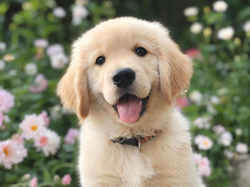 生成狗的场景预览效果
