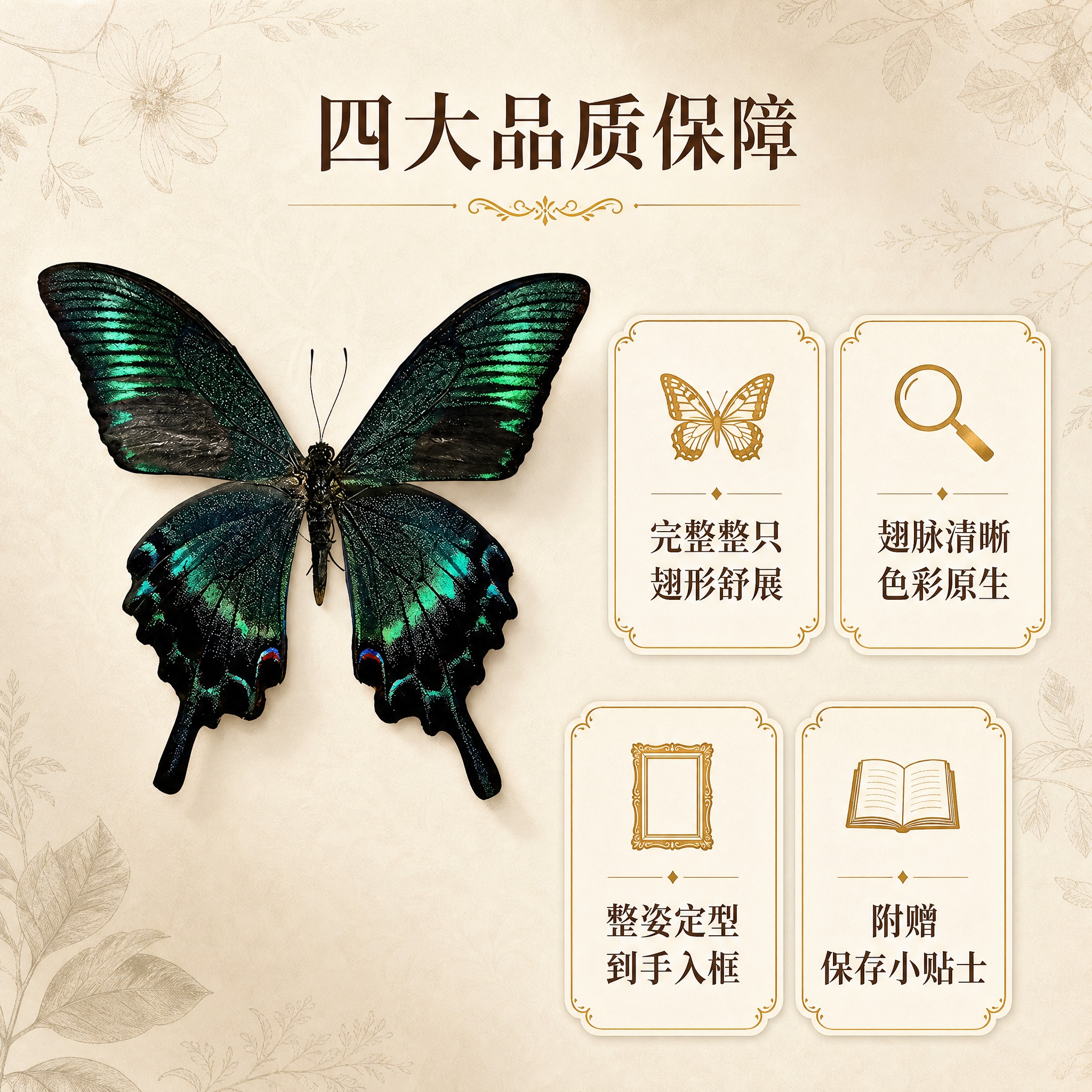 [主图-2] 蝴蝶标本核心卖点图，展示四大核心优势，用视觉证据… - 图片创意预览
