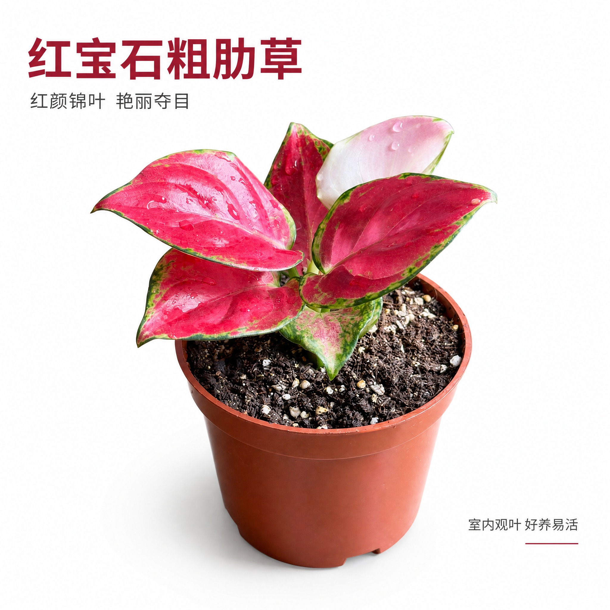 [主图-3] 红宝石粗肋草单品白底主图，突出红粉锦叶的艳丽色彩… - 图片创意预览