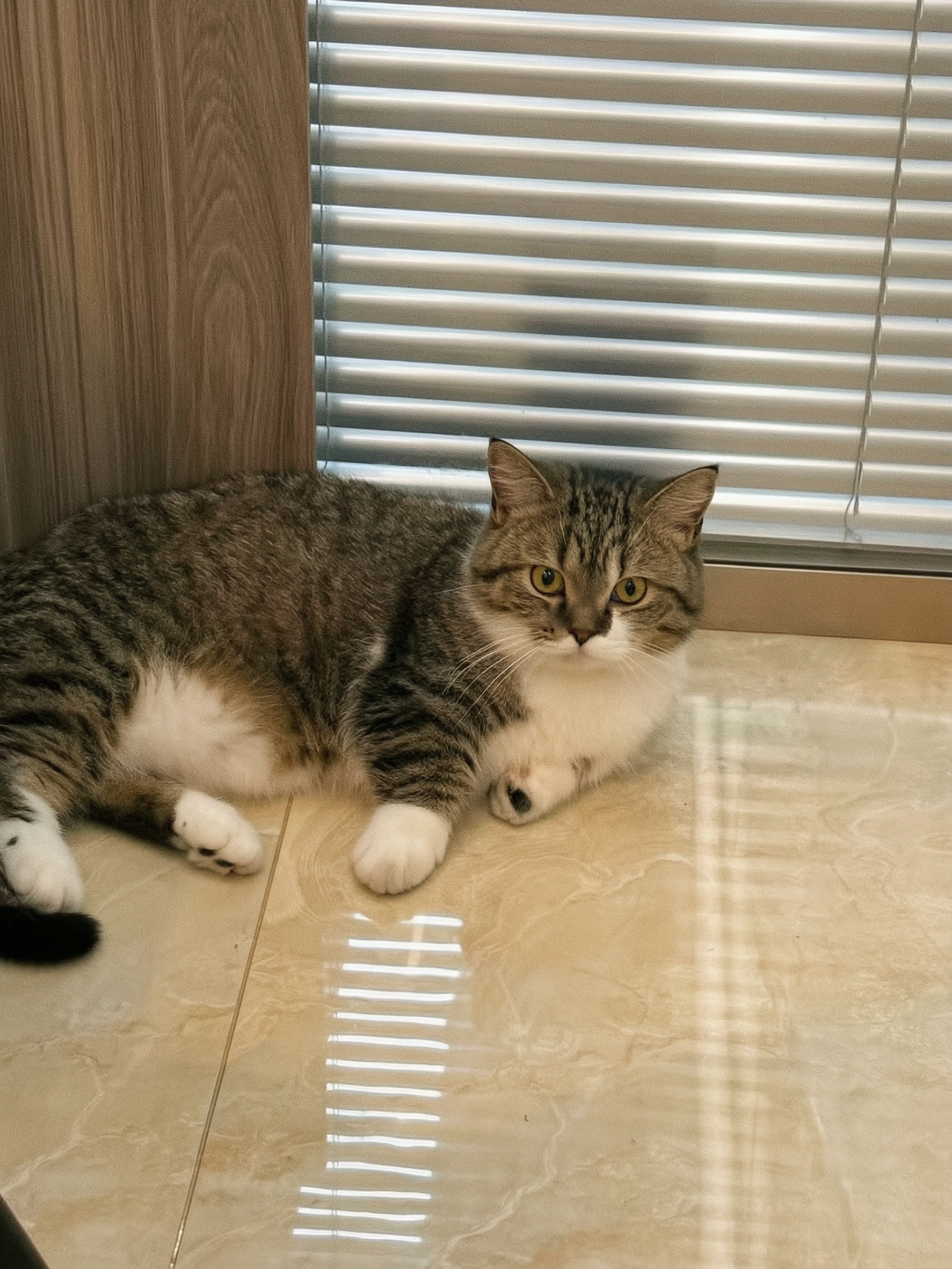 将这张猫咪照片转换为通透自然的真实夏日胶片风格，猫咪与背景边缘… - 图片创意预览