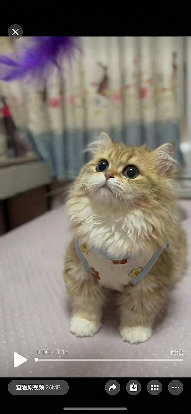 不改变任何背景，不改变猫咪动作表情角度这些，也不改猫咪脸任何地方，也不改变脸上颜色，不改变其他地方，只把身上所有毛，包括耳朵旁边的变长很多，成长毛猫即可，眼睛大点，鼻子耳朵小点