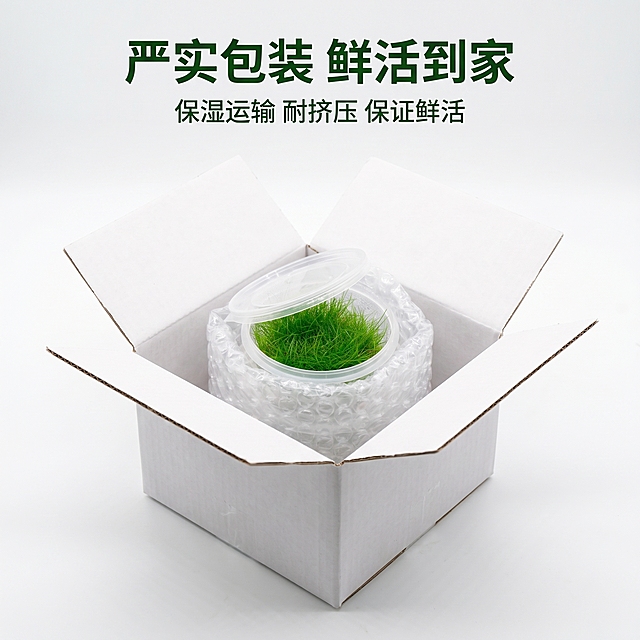 [主图 7] 快递包装展示主图
[氛围风格] 整洁严实，展示包装保护
[画质] 清晰商业摄影，真实质感
[元素] 展示外包装盒，内部无菌杯用防震袋包裹，整盒打开状态，能看到内部迷你牛毛无菌杯。保持产品外观与输入产品图一致，杜绝变形色差。背景洁白干净
[光影] 均匀柔光，清晰展示包装各部分
[配色] 白色包装背景搭配绿色产品，清新干净
[视角构图] 中心展示打开包装，层次分明
[文字版式] 顶部标题「严实包装 鲜活到家」粗体深绿色，下方标注「保湿运输 耐挤压 保证鲜活」小号文字说明
[比例分辨率] 1:1比例，2k分辨率，超高清
[负向提示词] 变形，水印，文字错乱，产品图模糊，背景杂乱