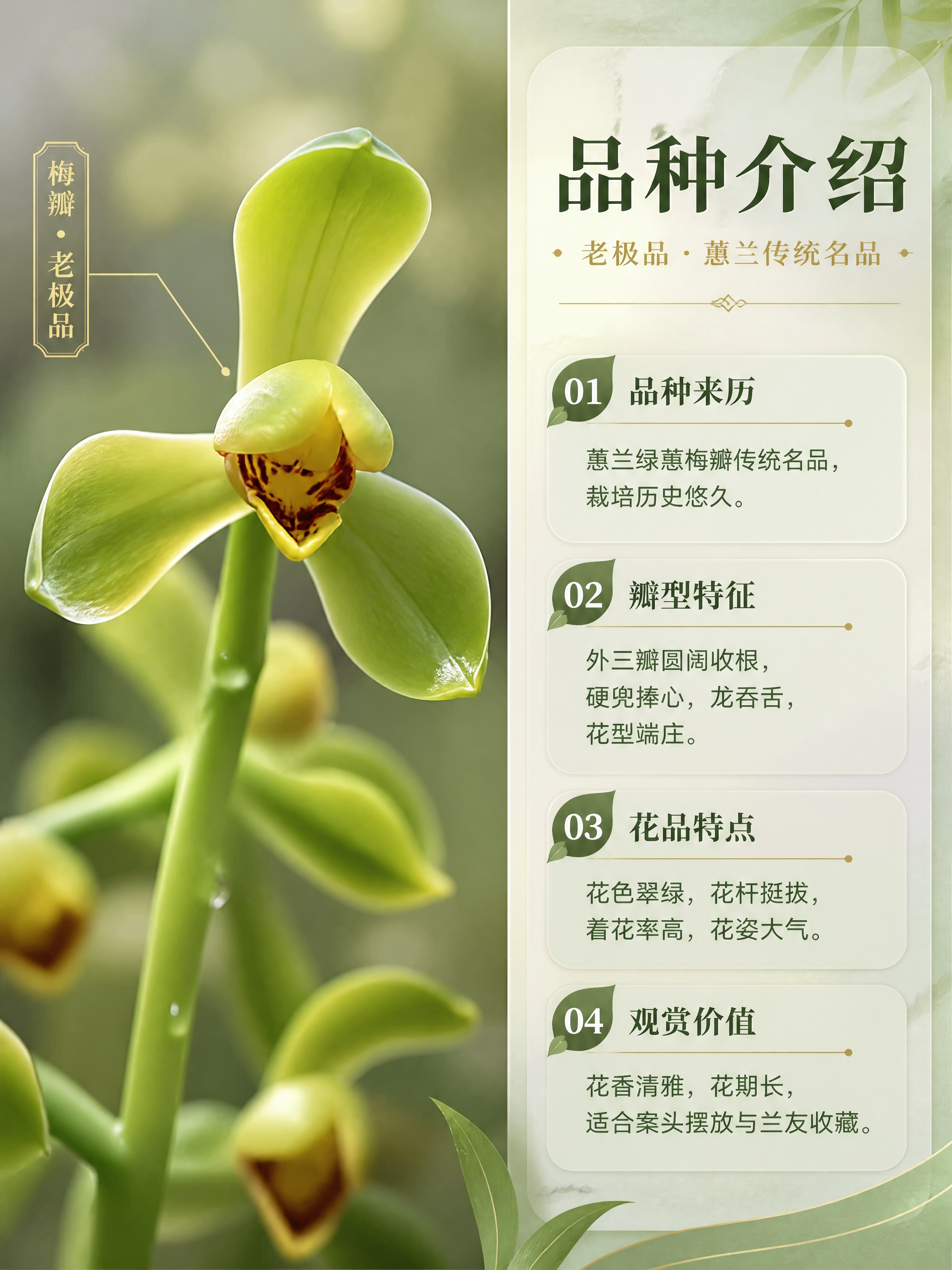 [商品] 使用【图1】蕙兰老极品开花参考图；保留花朵结构、梅瓣… - 图片创意预览