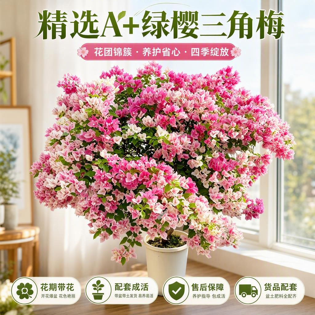 淘宝天猫电商主图，1:1正方形，画面主体为精选A+绿樱三角梅盆… - 图片创意预览