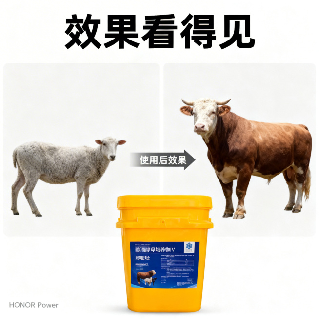 [主图 4 使用效果对比] 膘肥壮牛羊使用效果对比展示图，保持简约专业风格统一。画面左右分栏对比，左侧是未使用的瘦小牛羊，右侧是使用后的膘肥体壮牛羊，中间使用箭头从左指向右侧，标注 "使用后效果"。黄预览效果