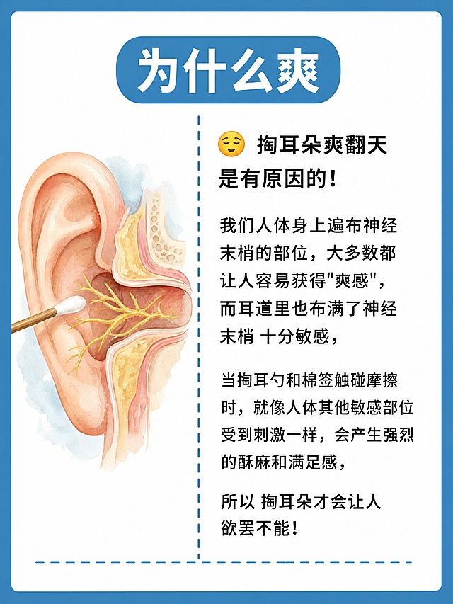 小红书科普图文内页，插图大字风格，ins清新科普风，版式骨架、分区比例、色调体系与参考图保持一致（相似度约70%），蓝色粗边框+白色内底+圆角卡片版式，版式精美，小红书笔记内页质感。顶部小标题蓝色圆角底框白字：「为什么爽」，字号醒目。正文内容完整呈现：「😌 掏耳朵爽翻天 是有原因的！我们人体身上遍布神经末梢的部位，大多数都让人容易获得"爽感"，而耳道里也布满了神经末梢 十分敏感，当掏耳勺和棉签触碰摩擦时，就像人体其他敏感部位受到刺激一样，会产生强烈的酥麻和满足感，所以 掏耳朵才会让人欲罢不能！」，黑色常规字体，左对齐排版，行间距舒适。左侧配1个手绘水彩风格的耳道神经示意图简约插画，柔和自然。蓝色虚线分隔线划分区域。整体氛围：健康科普、清晰易懂。画质：高清细腻，信息层级清晰，文字完整处于安全区内不可裁切，四周留安全边距。画面比例3:4。图生图：严格使用用户上传图片作为版式风格参考，【图1】=参考版式与风格，替换为本次掏耳朵科普内容。
