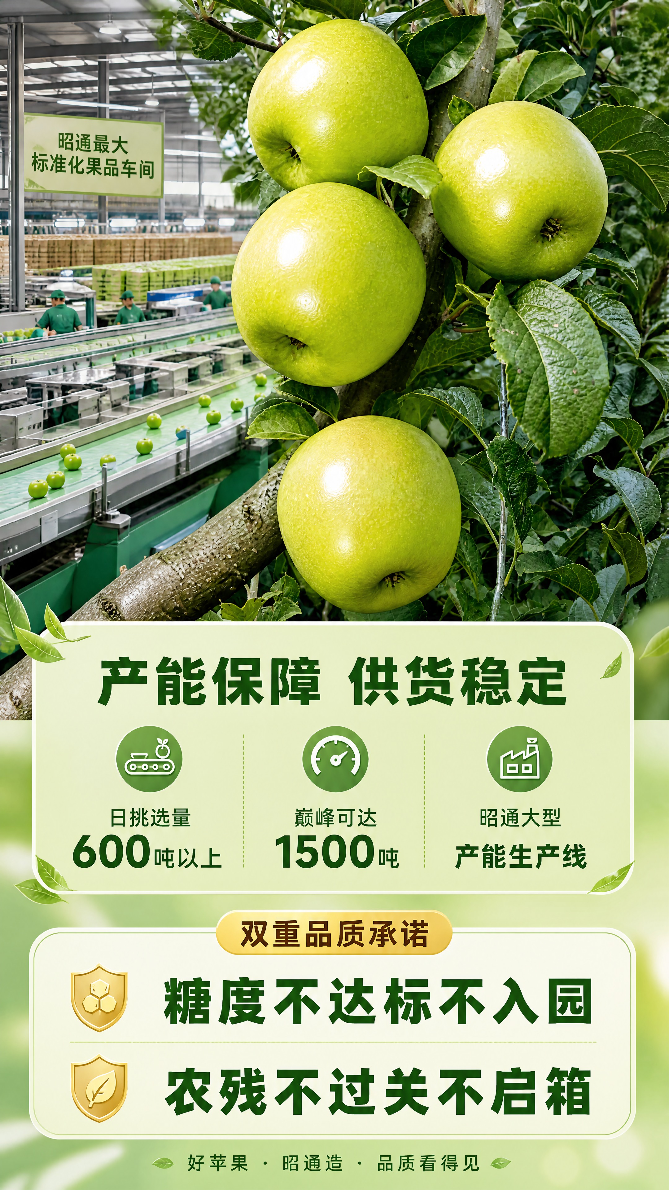 [商品] 使用【图7】四个饱满挂果的青苹果；保留苹果青绿色果皮… - 图片创意预览