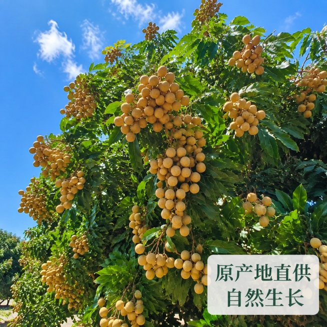 [主图-8] 石硖龙眼果园挂果全景展示，氛围风格源产地果园环境展示，画质商业摄影风光质感，光线明亮自然，画面开阔干净，元素满树枝头挂满沉甸甸石硖龙眼果串，大颗饱满，周围鲜绿叶子，蓝色天空背景，保持龙眼预览效果