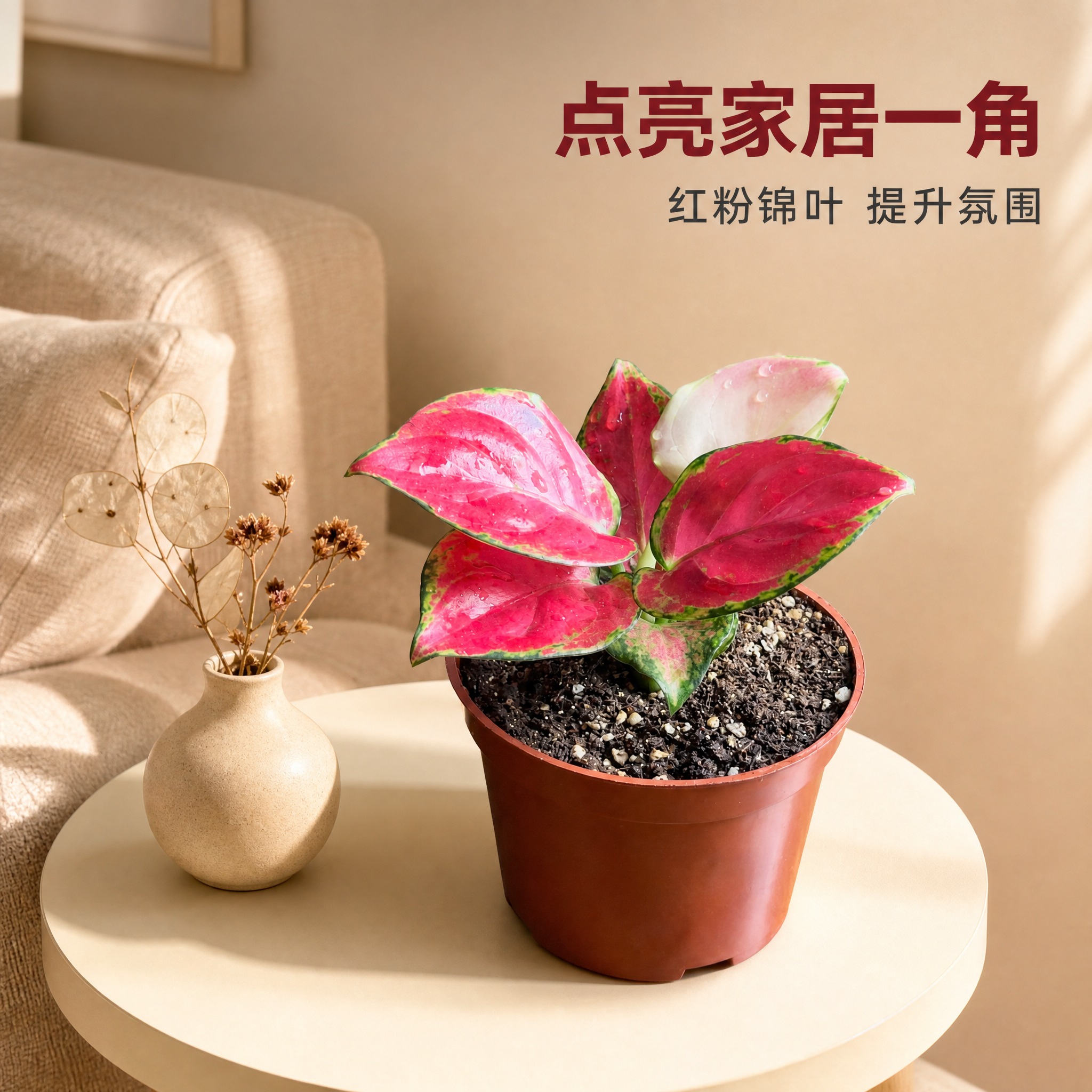 [主图-7] 红宝石粗肋草 客厅边几场景图 家居软装氛围感 [… - 图片创意预览