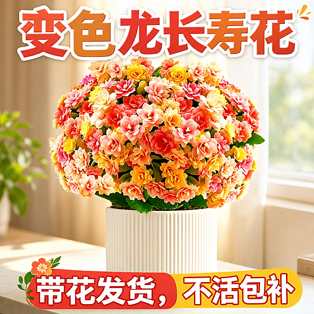 淘宝天猫电商主图，1:1正方形，画面主体为变色龙长寿花盆栽，花朵饱满色彩丰富（红、粉、橙、黄渐变复色），种植在白色竖纹陶瓷花盆中，放置在明亮窗边，自然光柔和，背景简洁干净有层次感，突出花卉鲜活质感。画面上方醒目大字商品名称“变色龙长寿花”，下方突出卖点文字“带花发货，不活包补”，字体清晰易读，整体风格清新自然、有购买吸引力，符合淘宝天猫花卉类主图风格