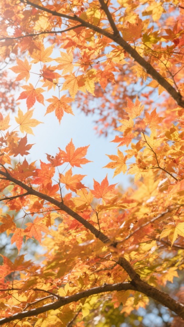 明亮的秋日天空下，茂密的橙黄色枫叶树枝干交错，橙红、金黄、橘黄的枫叶层层叠叠，阳光透过叶片洒下温暖的光斑，光影柔和，色彩饱和度适中，整体呈现出清新自然的摄影风格，画面构图为从下往上仰望的视角，枫叶在微风中轻轻摇曳，充满秋日的温暖与诗意。预览效果